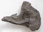 Planohybodus grossiconus cartilage Fossile du jurassique Boulonnais